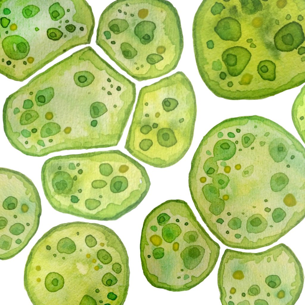 Unicellular green algae chlorella spirulina with large cells single